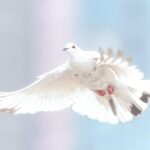 dove, bird, freedom, flying, pigeon, animal, wildlife, wings, plumage, flight, nature, dove, dove, dove, dove, dove, bird, pigeon, pigeon, pigeon