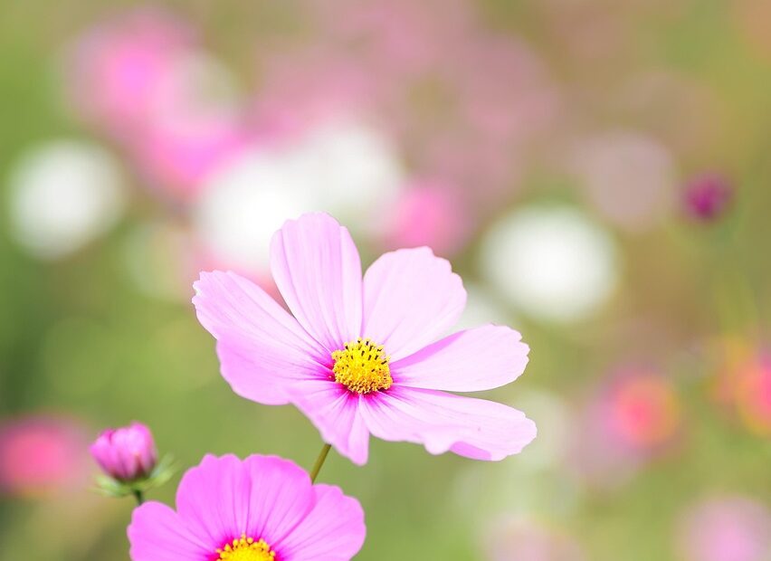 cosmos, flowers, beautiful wallpaper, plant, pink flowers, floral background, petals, bloom, beautiful flowers, flower background, blossom, meadow, garden, flower wallpaper, nature, background, iphone wallpaper