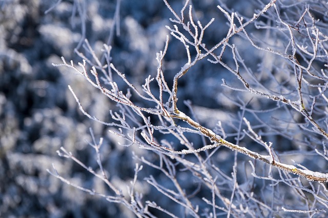 branches, snow, winter, covered in snow, wintry, cold, nature, snow, snow, snow, snow, snow, winter, winter, winter, winter, cold